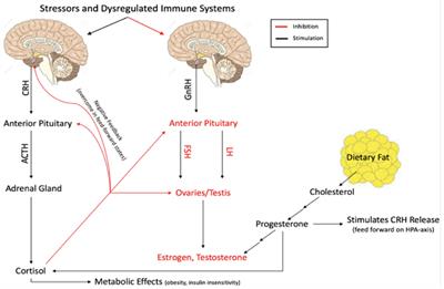 Impact of endocrine dysregulation on disability and non-motor symptoms in pediatric onset multiple sclerosis